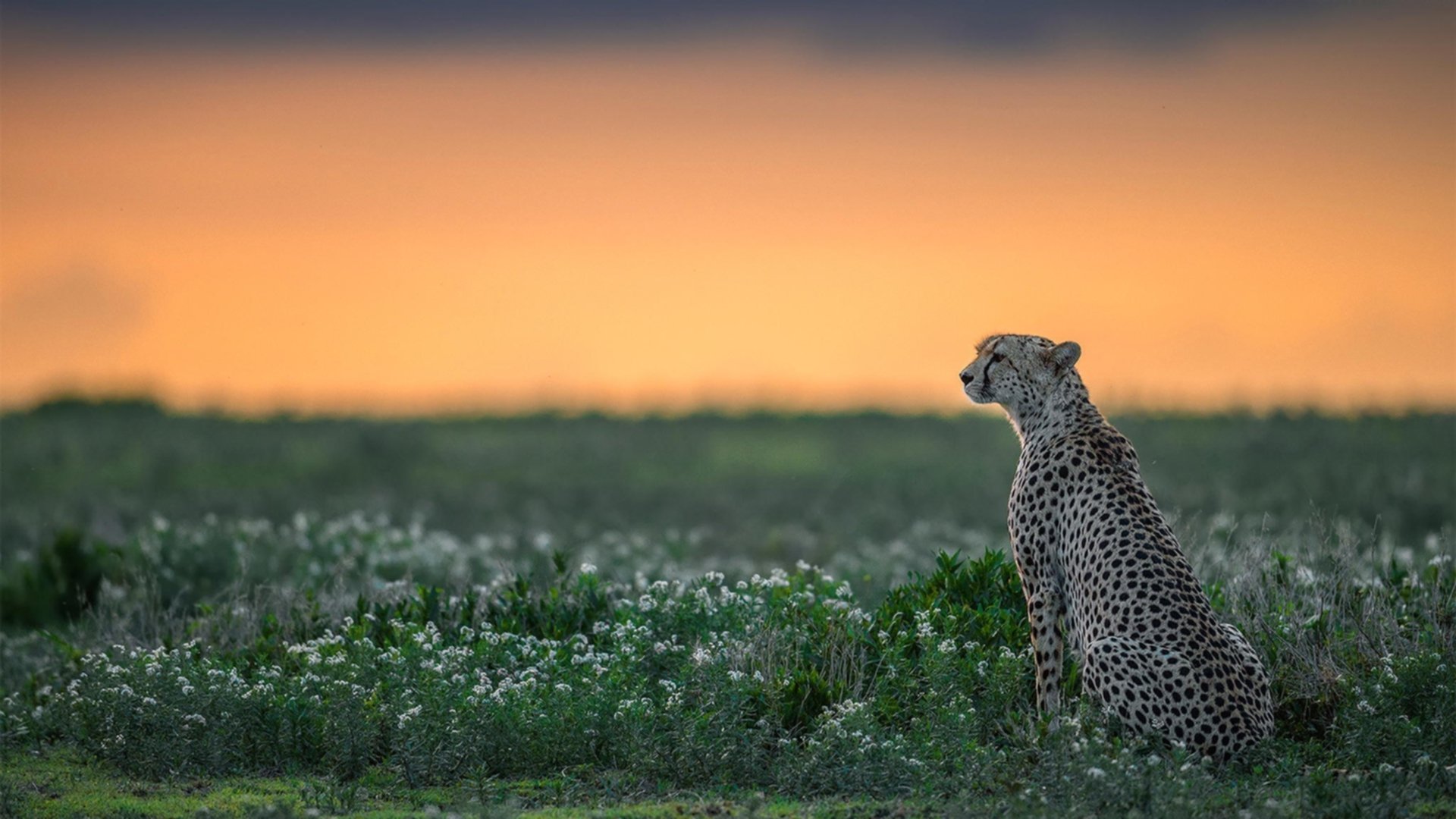 开云体育-轰鸣与哨响，双重战场的破局艺术