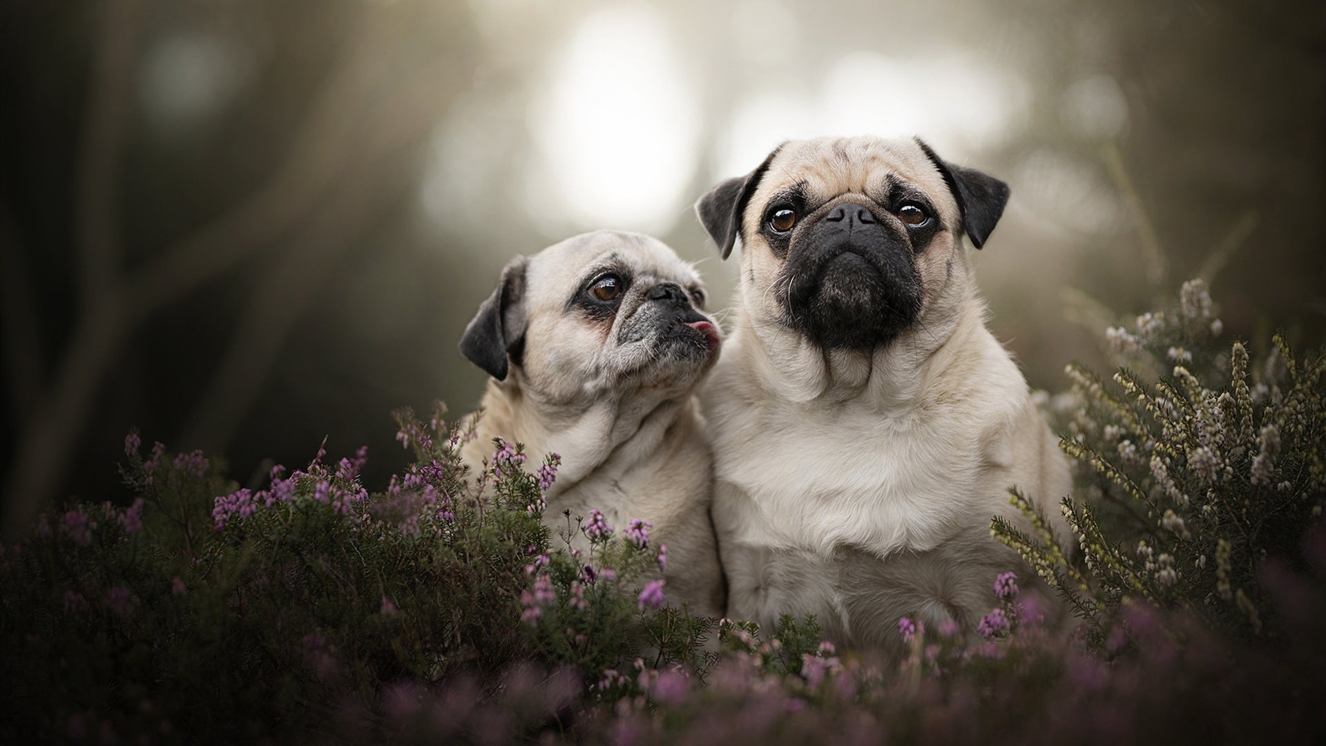 绿茵场的终场哨，地缘政治的加时赛，当马里在欧冠之夜终结几内亚