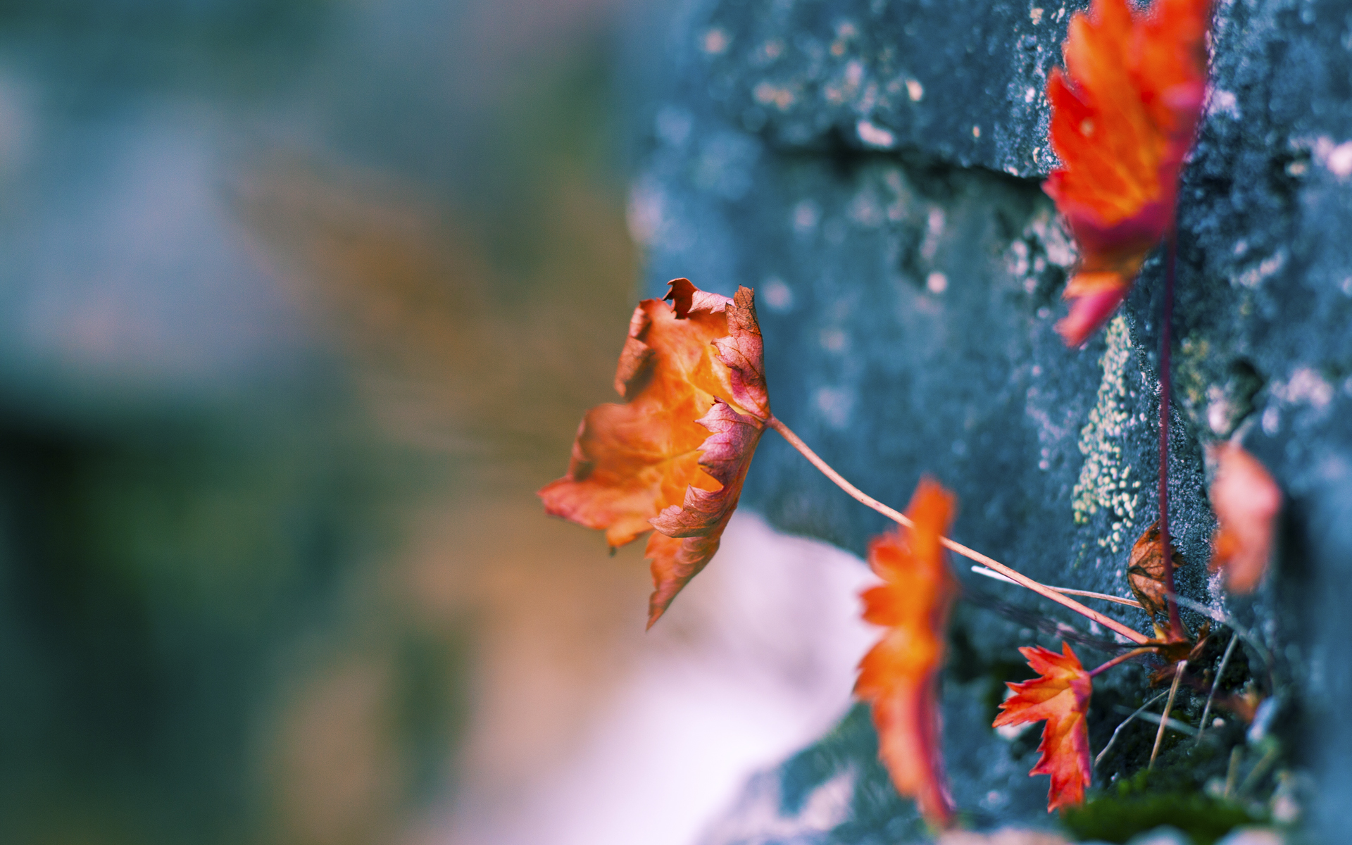 油门与心跳，当F1年度争冠之夜遇上武切维奇式稳定法则