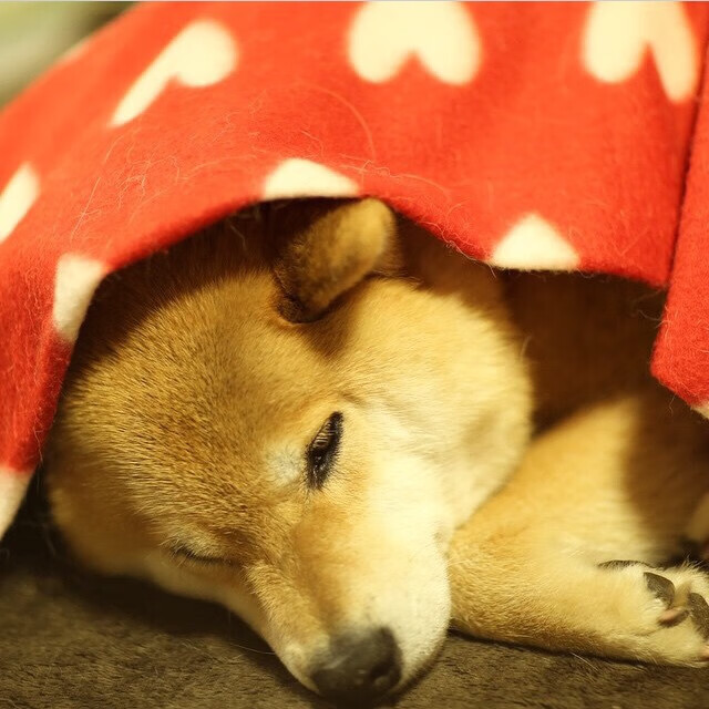 平行宇宙的哨响,当北京队遇上森林狼,字母哥末节撕碎时空