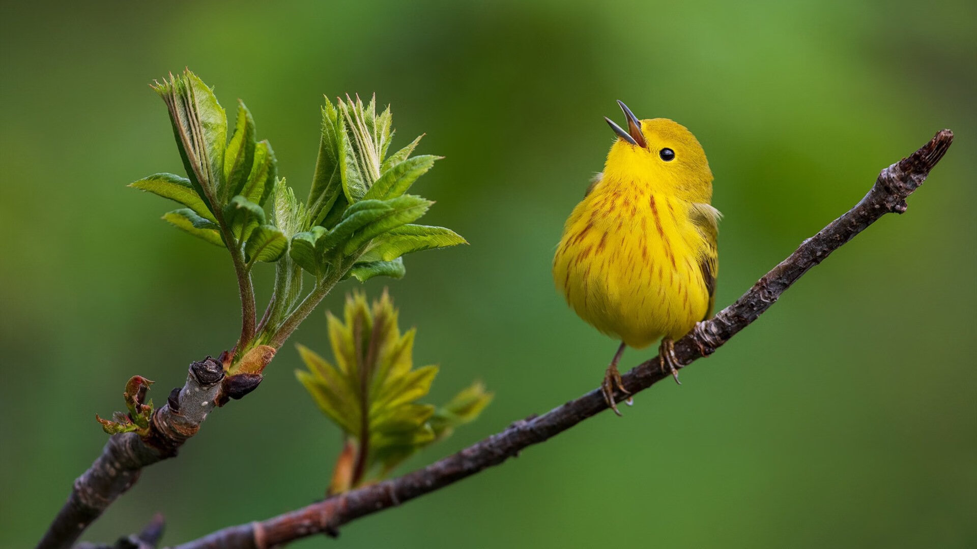 空接之城陨落后的救赎，布克的绝杀不仅赢下比赛，更赢回盐湖城的骄傲