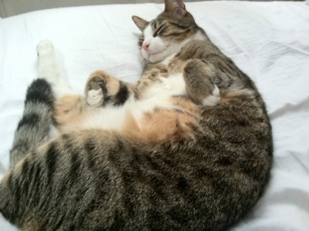 折叠的德比，当诺坎普的雨落入鹈鹕队的更衣室