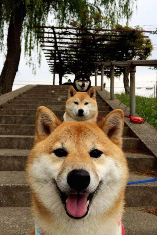 赛道即战场，尼克斯以进站策略锁定胜局，深圳队弯道超速酿苦果