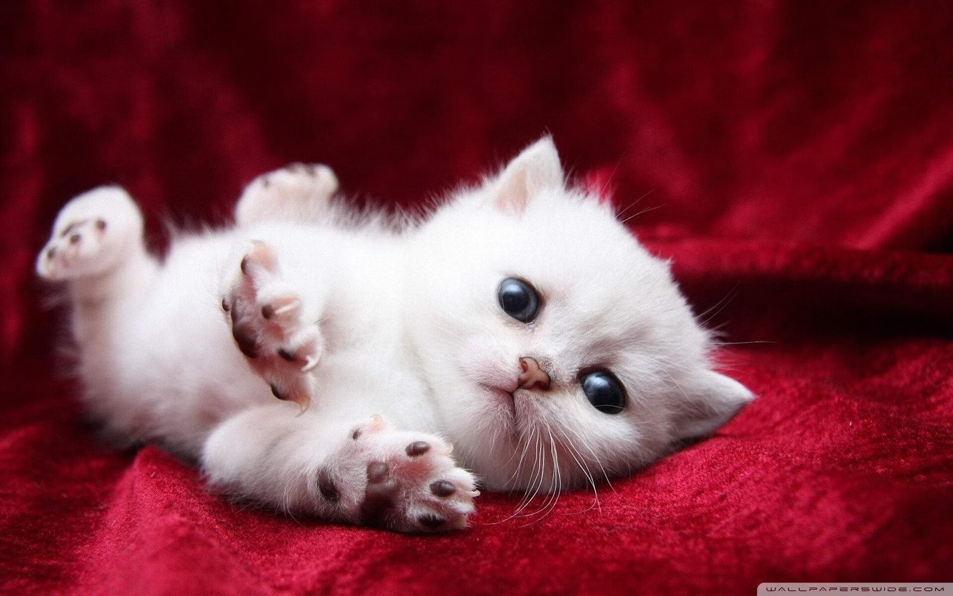 黄喜灿爆发！皇马正面击溃几内亚—平行时空的足球狂想