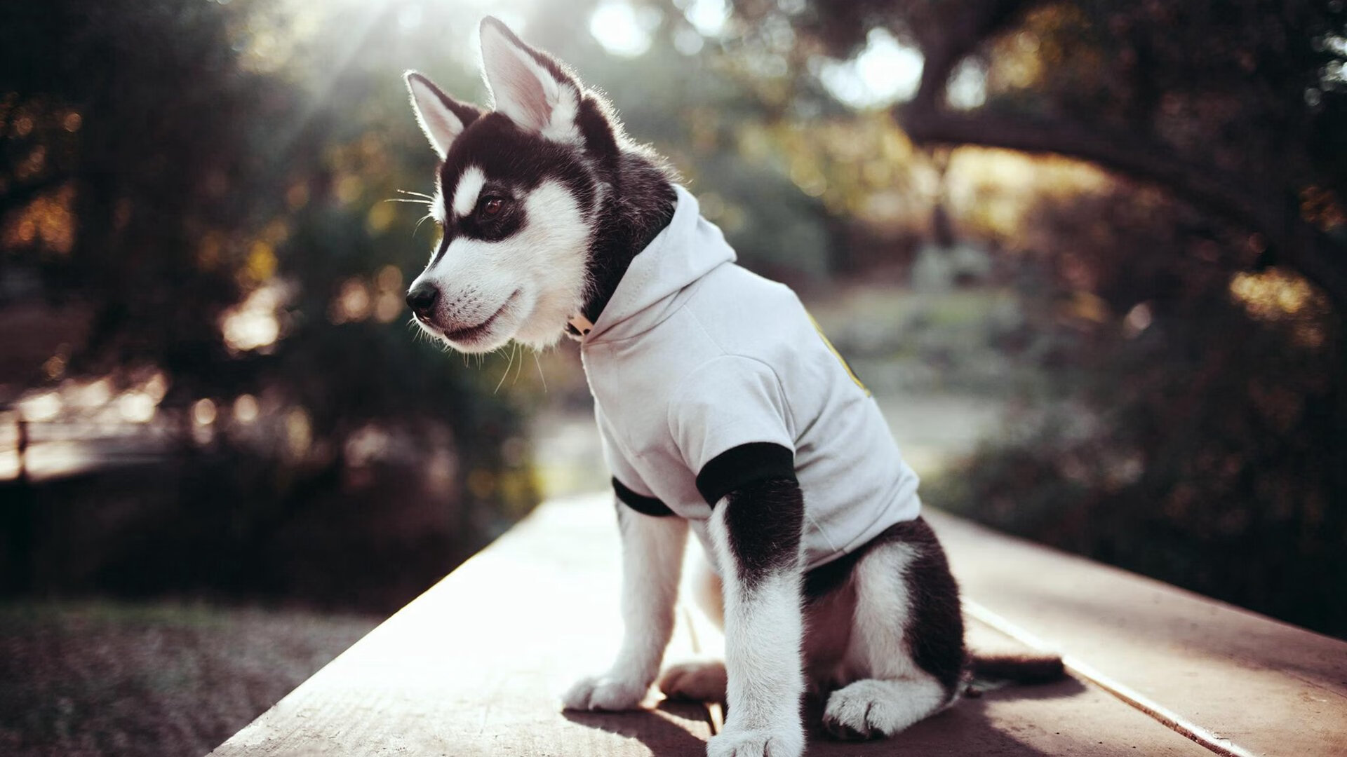 开云体育APP下载-篮下巨兽与闪电战，切特如何用统治力让雷霆速胜上海