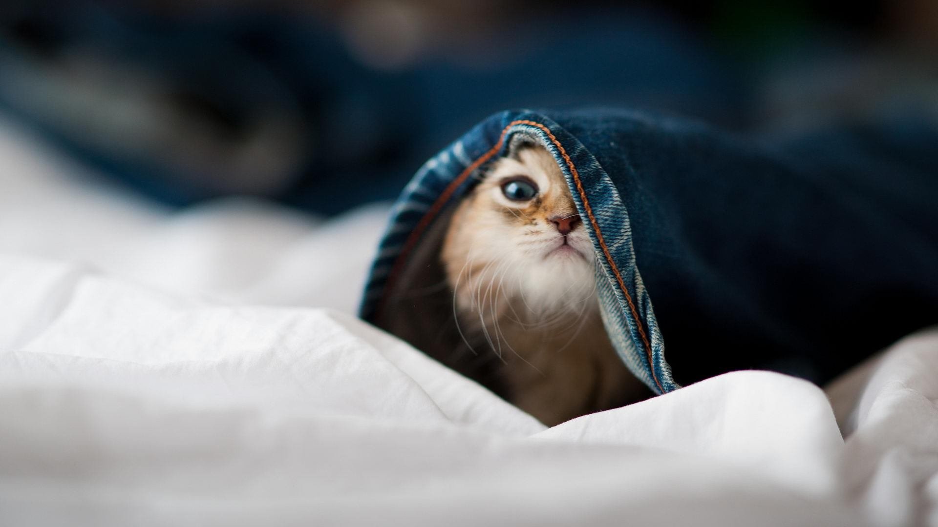 鏖战南美雄鹰，格纳布里在雷恩之夜完成自我证明