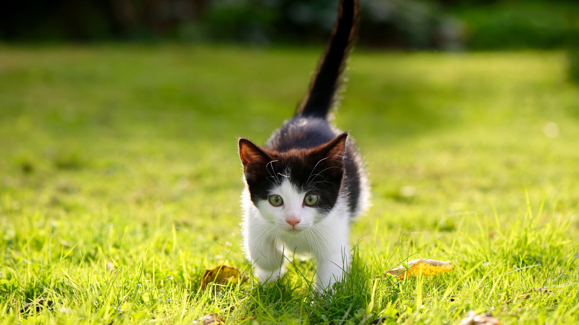 开云sport-东瀛武士的叹息之墙，当富安健洋将莱万装进口袋