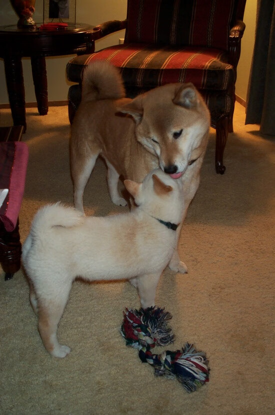 开云体育入口-速度与统治，热火如F1赛车般碾压北京队，哈利伯顿街道赛上演绝对接管