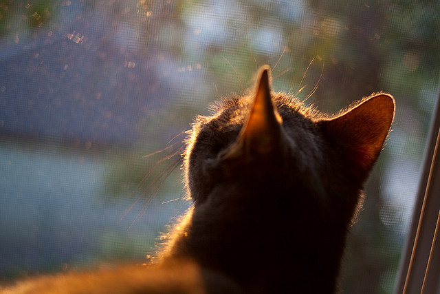 错位时空,当伯纳乌的草坪与总决赛地板在传奇中重叠