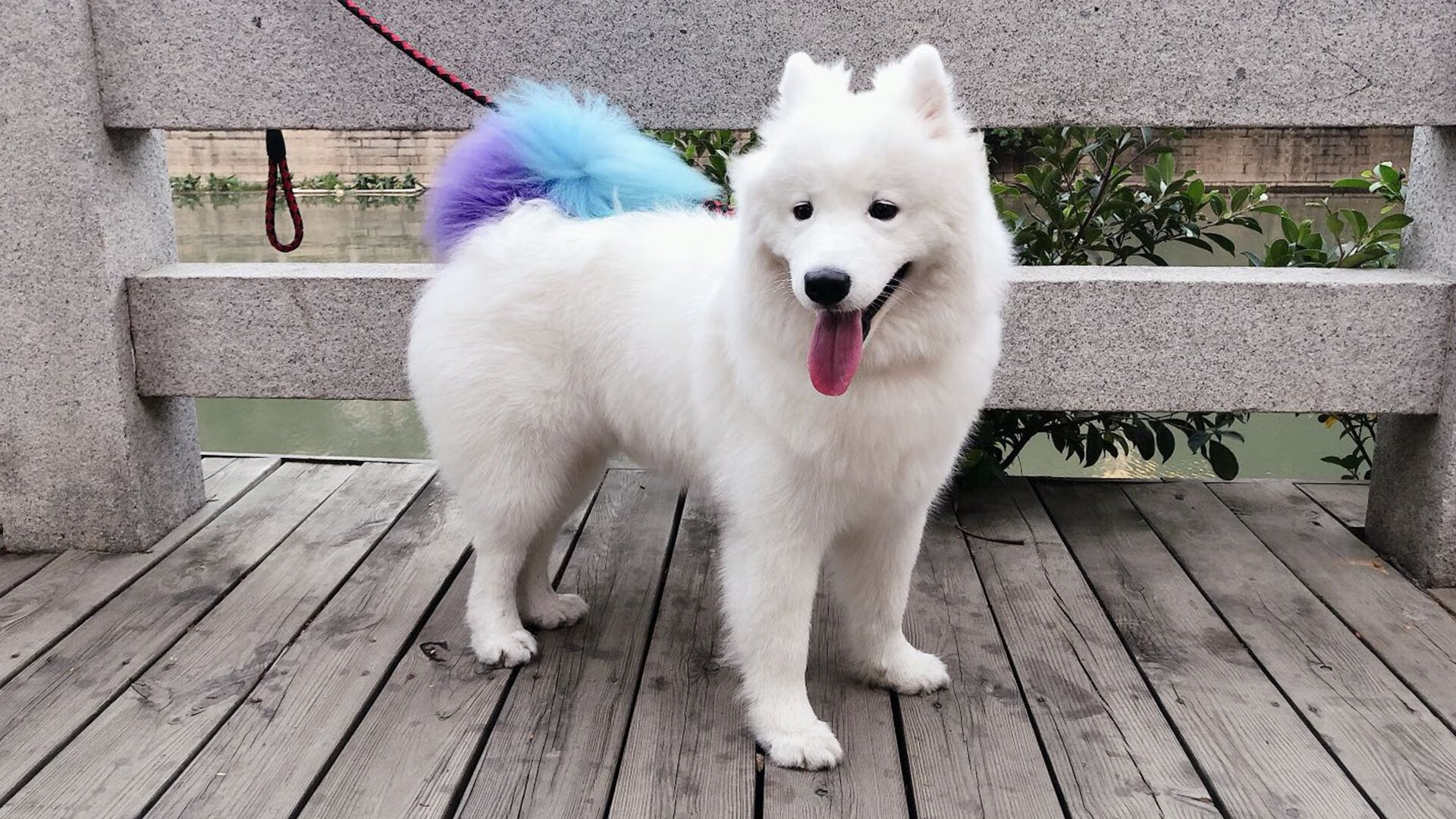 单节轰出20-0！活塞窒息防守击溃广东，塔图姆关键2+1锁定胜局