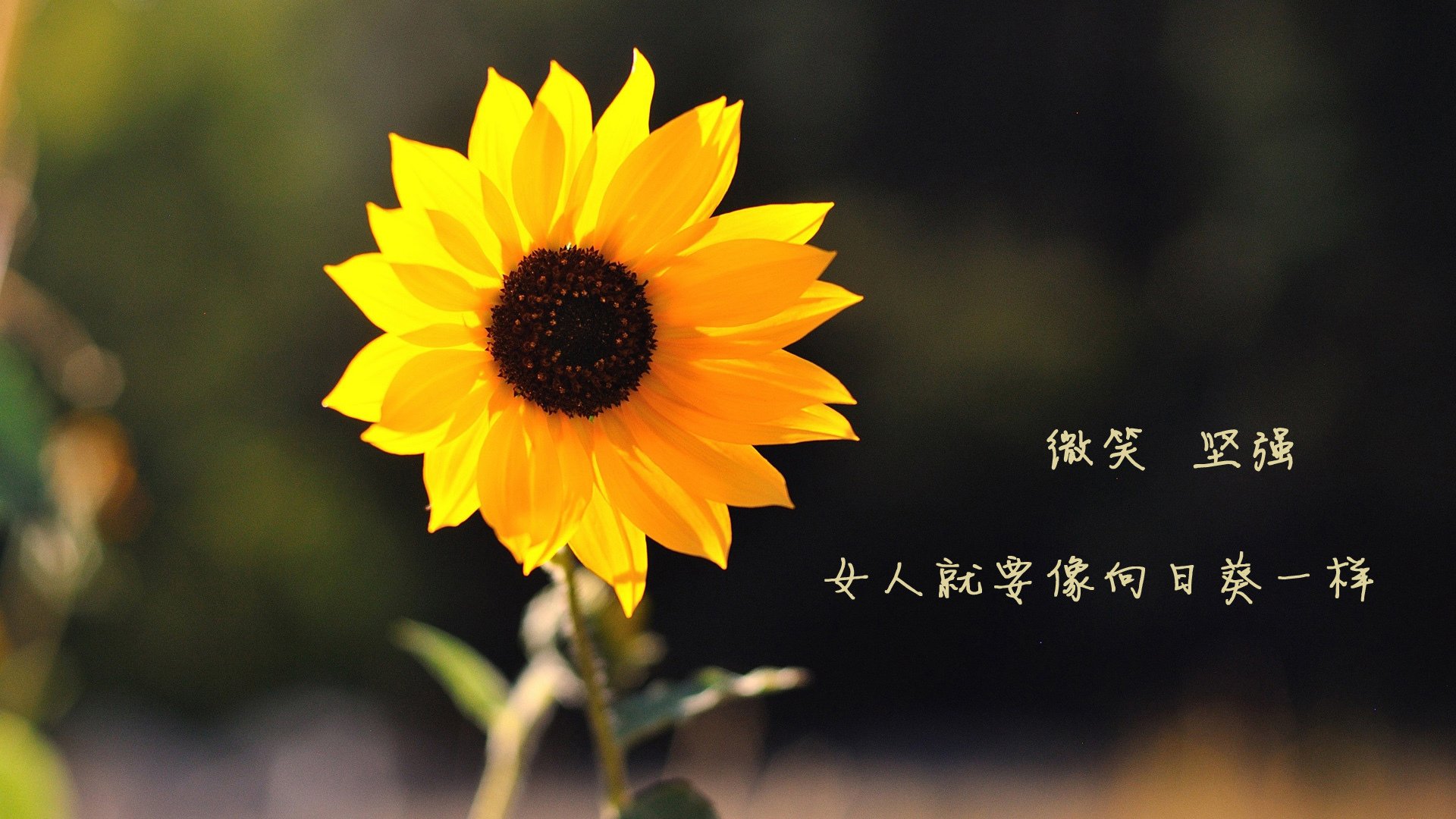 开云sport-掌控节奏的孤勇者，布罗佐维奇如何为德国队锁住2026世界杯C组出线权